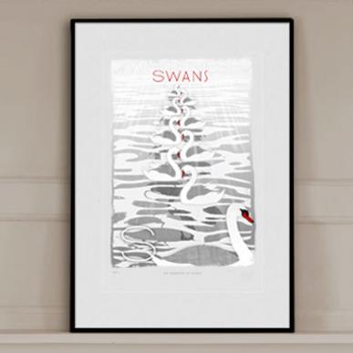 A Whiteness of Swans